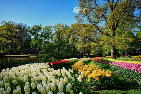Blooming pink tulips flowerbeds in Keukenhof flower garden, also known as the Garden of Europe, one