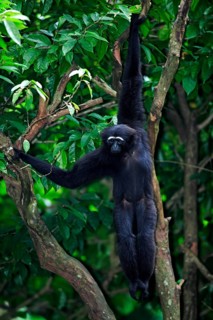 Dark-handed black-handed gibbon (Hylobates agilis), Nimble Gibbon