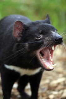 Tasmanian Devil (Sarcophilus harrisii), South Australia, teeth