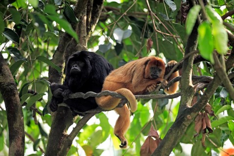 Black Howler (Alouatta caraya) Monkey, Pair, black howler