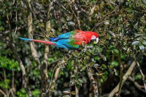 Red-and-green macaw (Ara chloroptera) eats, Cambyretá, Esteros del Iberá, Corrientes Province,