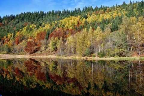 Trees reflected in the Sankenbachsee, Karsee, autumn, near Baiersbronn, Freudenstadt district,
