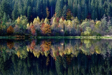 Trees reflected in the Sankenbachsee, Karsee, autumn, near Baiersbronn, Freudenstadt district,