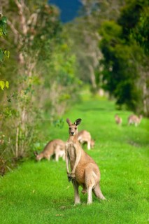 Giant kangaroos (Osphranter rufus) in a forest, wild, free, wilderness, fauna, heraldic animal, on
