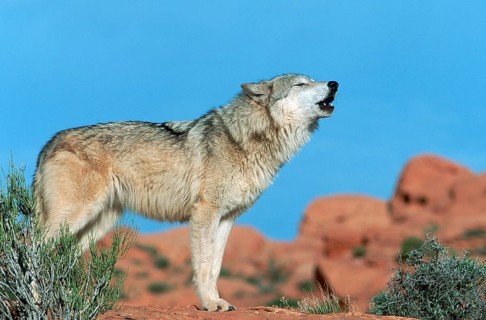 Gray wolf (Canis lupus), lateral view