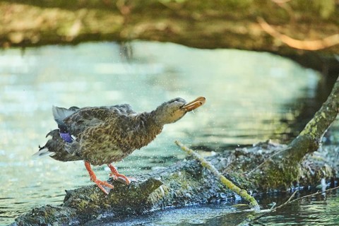 Wild duck (Anas platyrhynchos) female standing on an old tree trunk, Bavaria, Germany, Europe