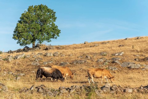 Bull and Aubrac cows in a dry pasture in summer. Aubrac, France, Europe