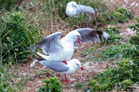 Gulls (Larinae), Otago Peninsula, New Zealand, Oceania