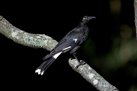 Pied Currawong (Strepera graculina), Australia, Oceania