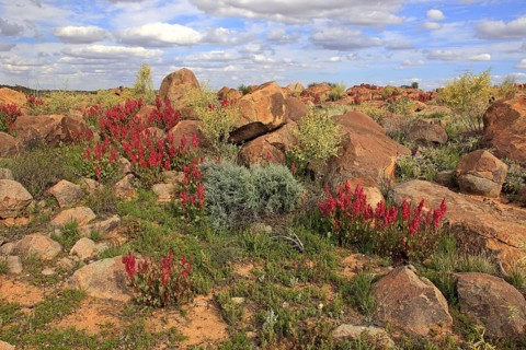 Bladderdock, Sturt national park, New South Wales, Australia (Rumex vesicarius)