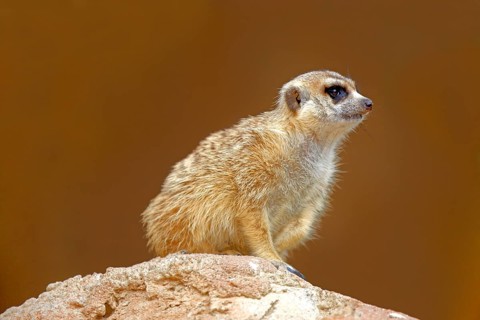 Meerkat, Oudtshoorn, South Africa (Suricate suricatta)