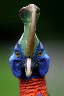 Double wattled cassowary, Australian Cassowary (Casuarius casuarius)