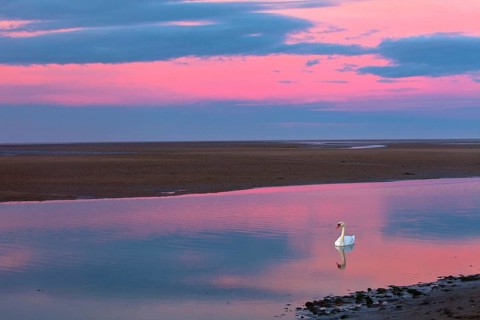Mute Swan (Cygnus olor), in sea creek, Lindisfarne, National Wildlife reserve, Northumberland,