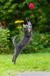 House cat, kitten with wool club, mackerel, wool