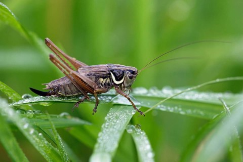 Dark Bush-cricket (Pholidoptera griseoaptera), Lower Saxony, Germany, Europe