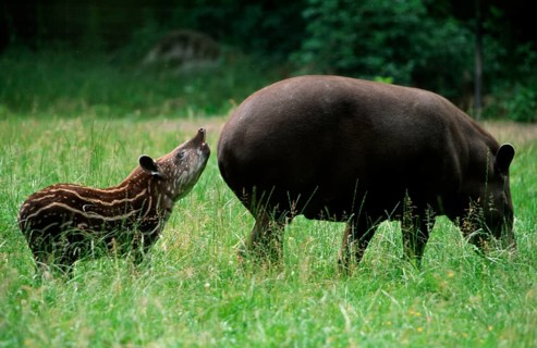 Lowland Tapir (Tapirus terrestris), female with young