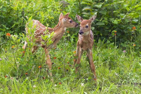 White-tail Deer fawns (Odocoileus virginianus), fawn