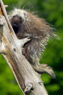 North American Porcupine (Erethizon dorsatum), North American porcupine tree spine