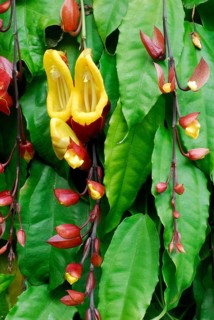 ( Thunbergia mysorensis) Clockvine, Mysore Clockvine, Lady's slipper vine