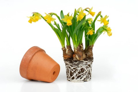 Easter bell Tete a Tete with root ball, Daffodil (Narcissus)