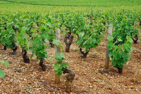 Vineyard, vines, vine, vines, Beaujolais, France, Europe