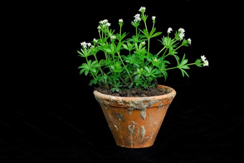 Real Galium odoratum (Galium odoratum Asperula odorata) (Galium odoratum, Asperula odorata) ,
