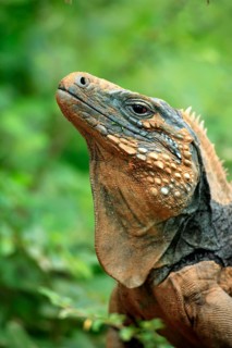 Grand Cayman Rock Iguana, male, Grand Cayman (Cyclura nubila lewisi)