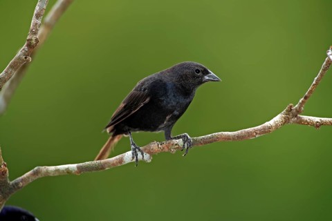 Shiny Cowbird (Molothrus bonariensis), Pantanal, Brazil, South America
