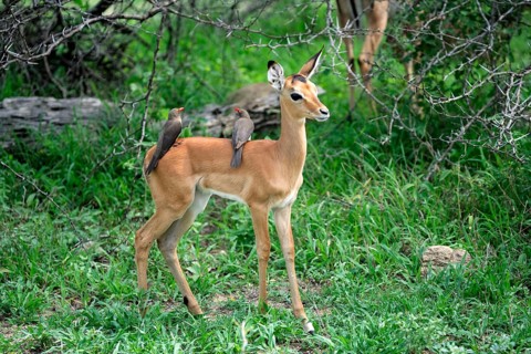 Young Impala (Aepyceros melampus) with Red-billed Oxpecker (Buphagus erythrorhynchus), Kruger