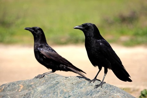 American american crow (Corvus brachyrhynchos), California, USA, North America