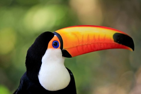 Toco toucan (Ramphastos toco), Pantanal, Brazil, South America