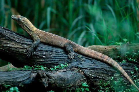Komodo dragon (Varanus komodensis)