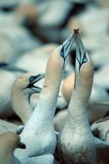 Cape Gannets (Morus capensis), pair courting, Lambert's Bay, South Africa (Sula capensis)