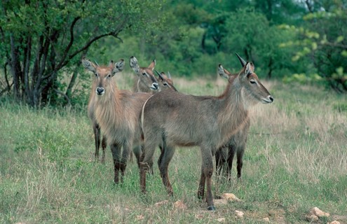 Waterbucks, Kruger national park, South Africa (Kobus ellipsiprymnus ellipsiprymnus)