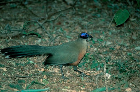 Giant Coua (Coua gigas), Madagascar, Riesenseidenkuckuck, Madagaskar, Kuckucksvoegel, cuckoos,