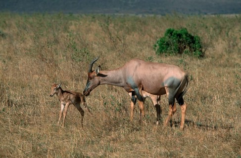 Topis, female with fawn, Massai Mara Game Reserve, Kenya (Damaliscus lunatus korrigum), lyre