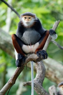 Redshank Douc Langur (Pygathrix nemaeus), Redshank douc