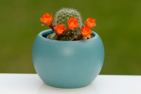 Cactus in flower pot (Rebutia pulvinosa), cactus in flower pot, plants, cactuses (Cactaceae),