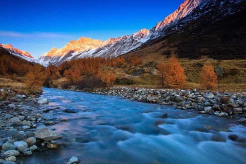 Larch forest, Alpenglühen, Lötschental, Valais, Switzerland, Europe