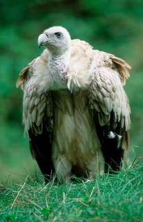 Himalayan griffon vulture (Gyps himalayensis)