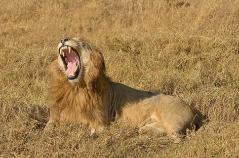 Yawning male Lion (Panthera leo), with a mane, Ngorongoro, Serengeti, Tanzania, Africa