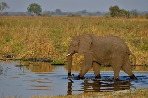 Elephant (Loxodonta africana) in the Cuando River, Bwabwata National Park, Zambezi Region, Caprivi