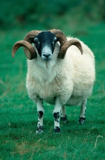 Scottish Blackface ram, Scotland, United Kingdom, Europe