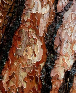 Pine tree bark
