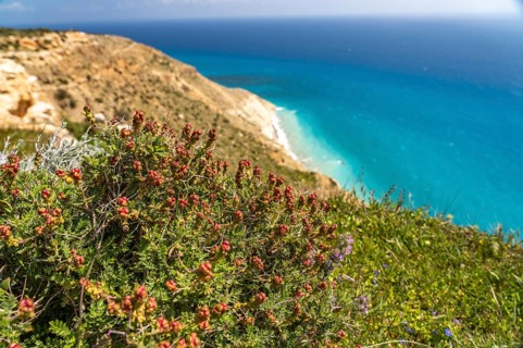 (Sarcopoterium spinosum) Thornbush meadow-knap at Cape Aspro near Pissouri, Cyprus, Europe