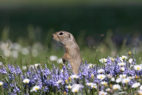 European ground squirrel (Spermophilus citellus) standing in flower meadow with speedwell and