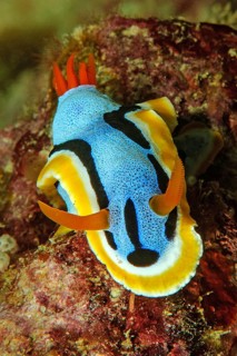 Nudibranch (Chromodoris annae) with extended long antennae crawls over feeding sponges (Porifera)