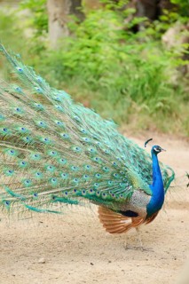 Indian peafowl (Pavo cristatus) spread one's tail (feathers) on the ground, Spain, Europe