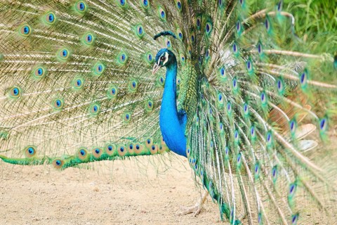 Indian peafowl (Pavo cristatus) spread one's tail (feathers) on the ground, Spain, Europe