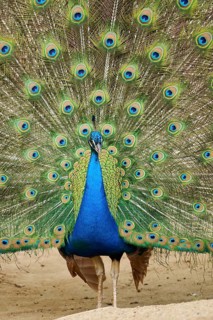 Indian peafowl (Pavo cristatus) spread one's tail (feathers) on the ground, Spain, Europe